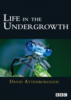 watch Life in the Undergrowth Movie online free in hd on Red Stitch