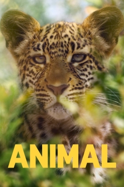 watch Animal Movie online free in hd on Red Stitch